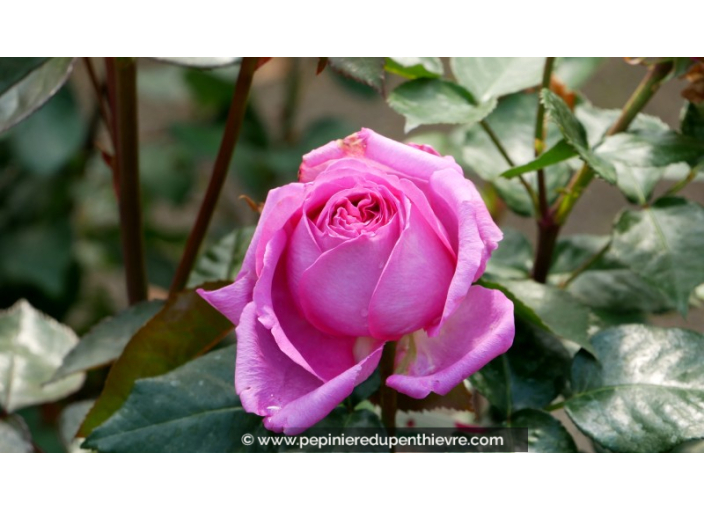 ROSIER buisson grandes fleurs 'Bernadette Lafont'® ROSIER buisson grandes fleurs 'Bernadette Lafont'®