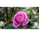 ROSIER buisson grandes fleurs 'Bernadette Lafont'® ROSIER buisson grandes fleurs 'Bernadette Lafont'®