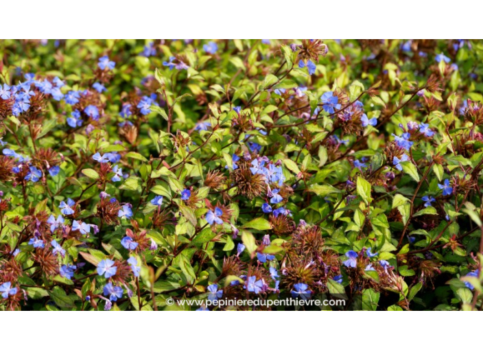 CERATOSTIGMA willmottianum CERATOSTIGMA willmottianum