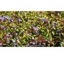 CERATOSTIGMA willmottianum CERATOSTIGMA willmottianum