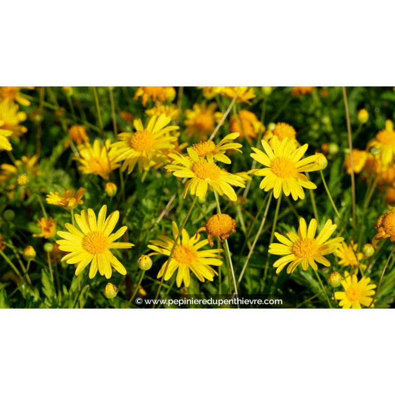 EURYOPS chrysanthemoides