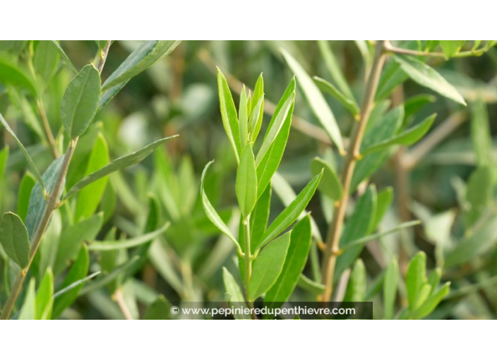 OLEA europaea 'Cipressino' OLEA europaea 'Cipressino'