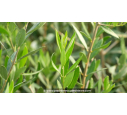 OLEA europaea 'Cipressino' OLEA europaea 'Cipressino'
