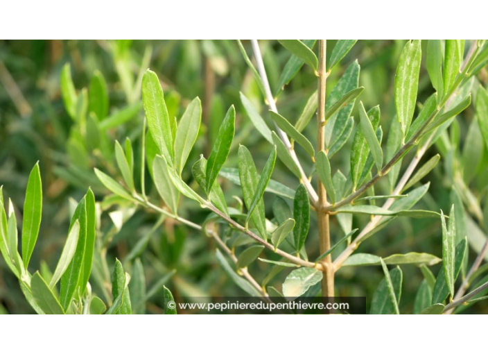 OLEA europaea 'Cipressino' OLEA europaea 'Cipressino'