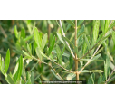 OLEA europaea 'Cipressino' OLEA europaea 'Cipressino'