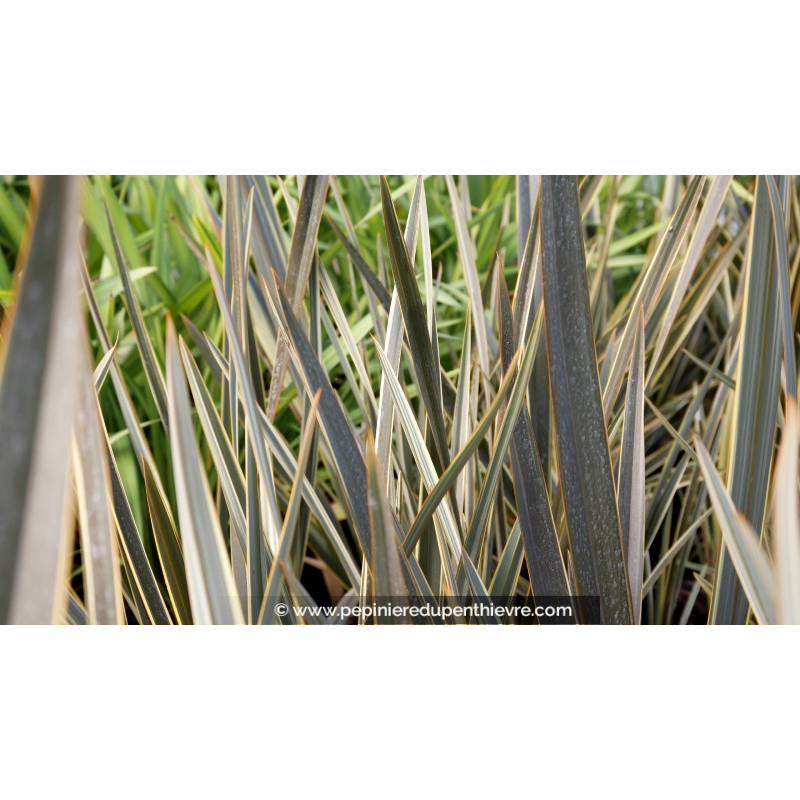 PHORMIUM 'Alison Blackman'