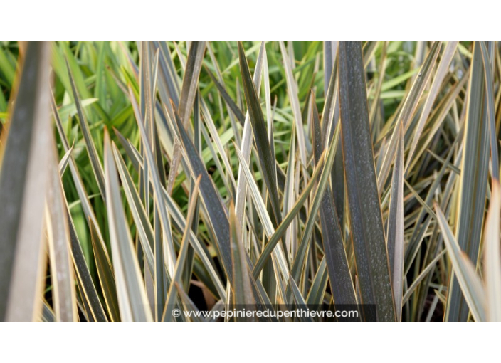 PHORMIUM 'Alison Blackman'