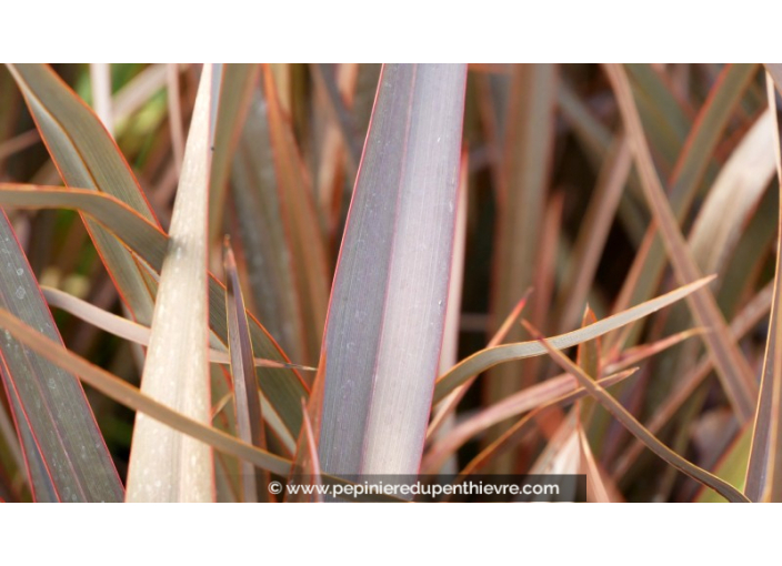 PHORMIUM 'Bronze Baby'