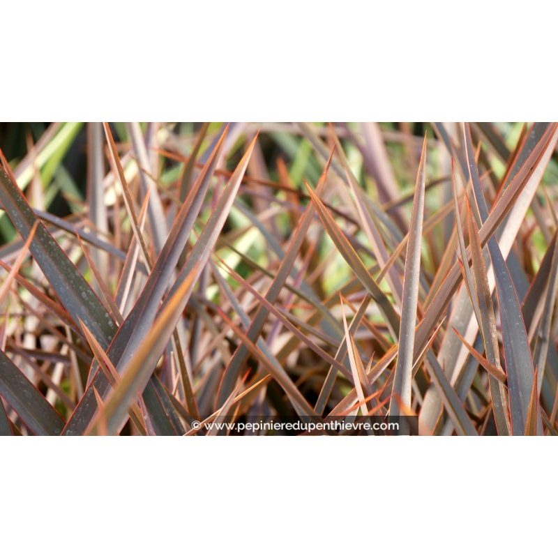 PHORMIUM 'Bronze Baby'