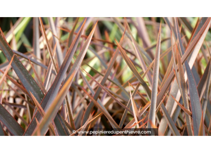 PHORMIUM 'Bronze Baby'