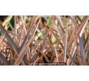 PHORMIUM 'Bronze Baby'