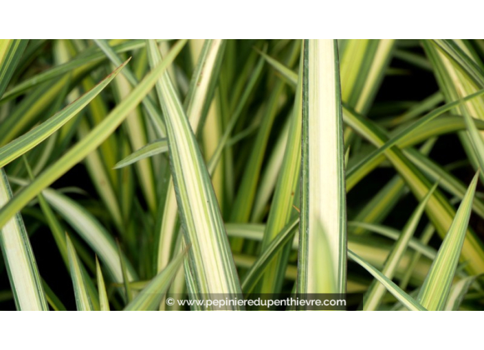 PHORMIUM cookianum 'Cream Delight'