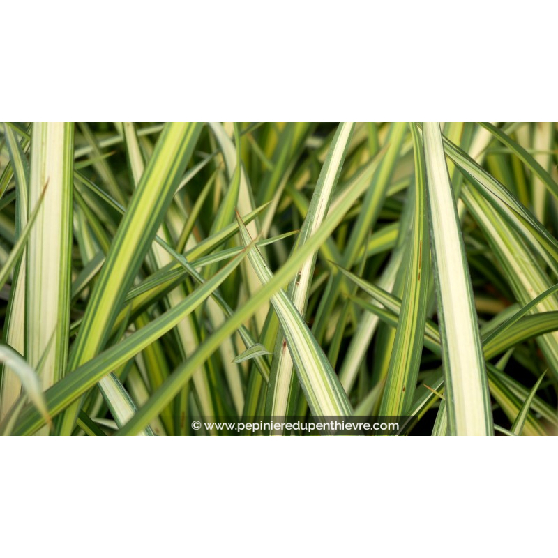 PHORMIUM cookianum 'Cream Delight'