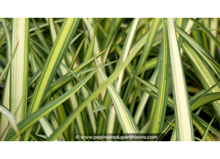 PHORMIUM cookianum 'Cream Delight'