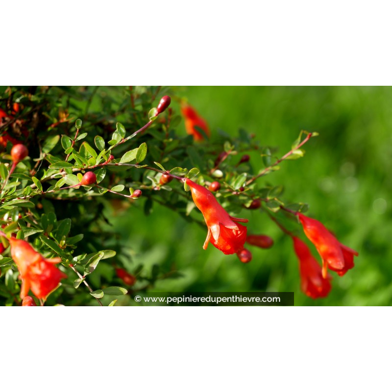 PUNICA granatum 'Nana'