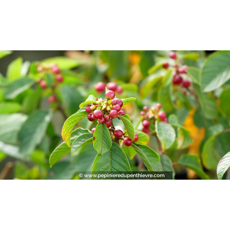 RHAMNUS frangula