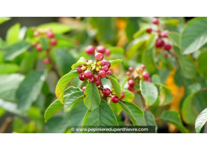 RHAMNUS frangula