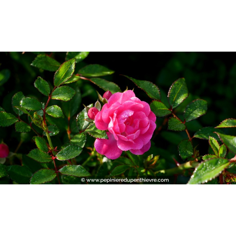 ROSIER paysager 'Fairy Rood'