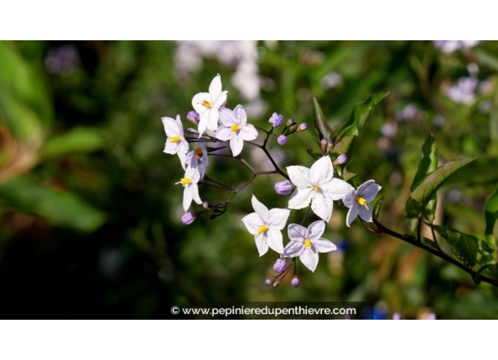 SOLANUM jasminoïdes SOLANUM jasminoïdes