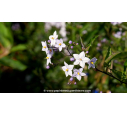 SOLANUM jasminoïdes SOLANUM jasminoïdes