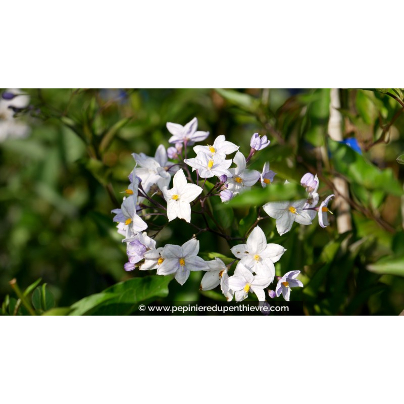 SOLANUM jasminoïdes