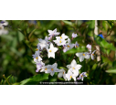 SOLANUM jasminoïdes SOLANUM jasminoïdes