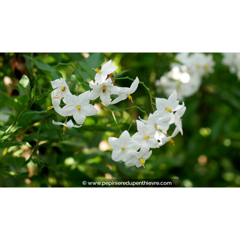 SOLANUM jasminoïdes 'Album'