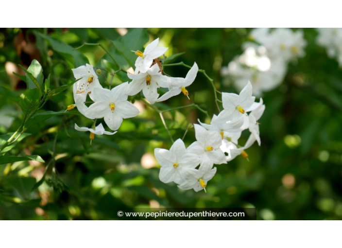 SOLANUM jasminoïdes 'Album'