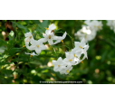 SOLANUM jasminoïdes 'Album' SOLANUM jasminoïdes 'Album'