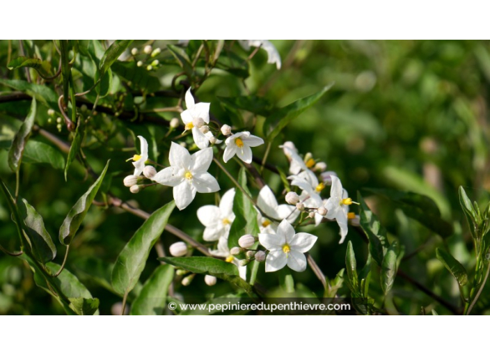 SOLANUM jasminoïdes 'Album' SOLANUM jasminoïdes 'Album'