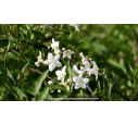 SOLANUM jasminoïdes 'Album' SOLANUM jasminoïdes 'Album'