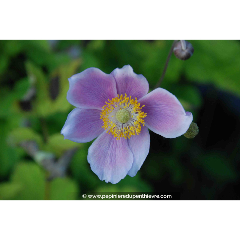 ANEMONE hupehensis 'September Charm'