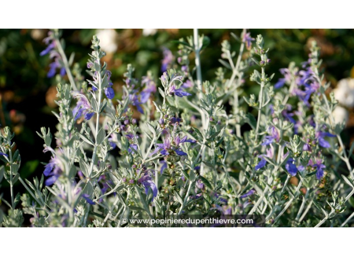 TEUCRIUM fruticans