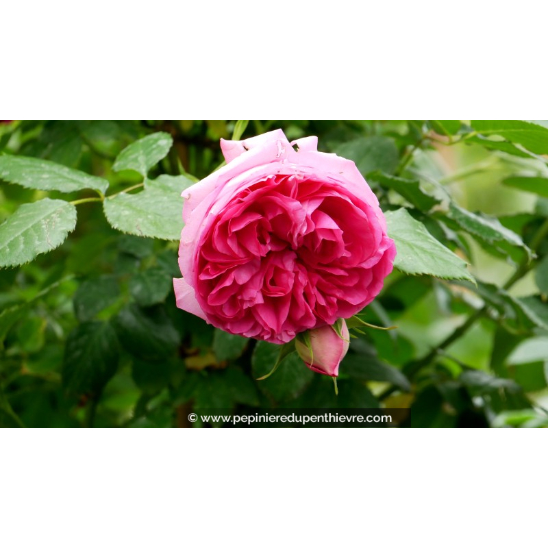 ROSIER grimpant 'Cyclamen Pierre de Ronsard'®