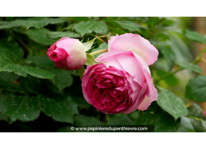 ROSIER grimpant 'Cyclamen Pierre de Ronsard'®