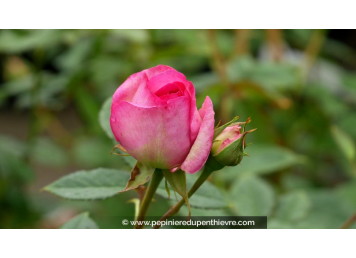 ROSIER grimpant 'Cyclamen Pierre de Ronsard'®