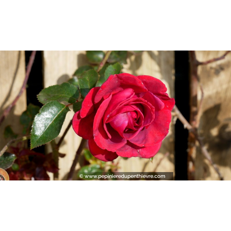 ROSIER grimpant 'Le Grand Huit'®