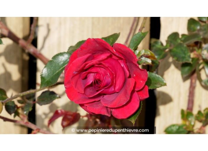 ROSIER grimpant 'Le Grand Huit'® ROSIER grimpant 'Le Grand Huit'®