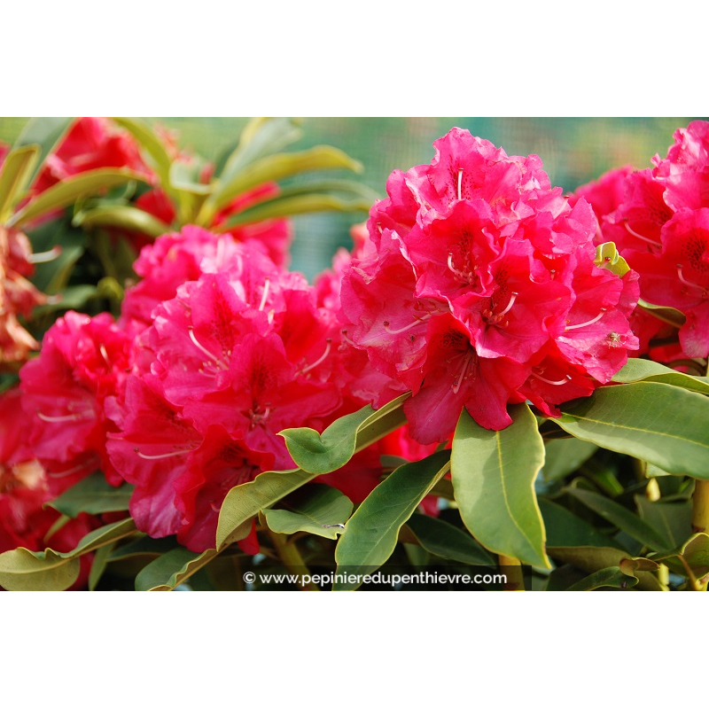 RHODODENDRON x 'Wilgens Ruby' (rouge)