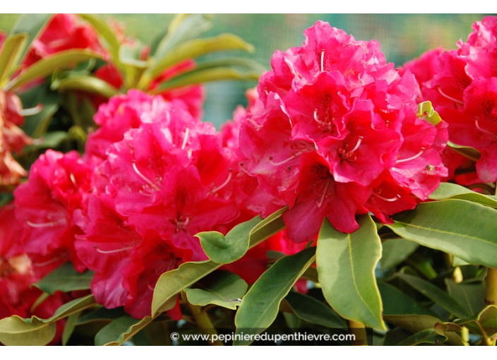 RHODODENDRON x 'Wilgens Ruby' (rouge)