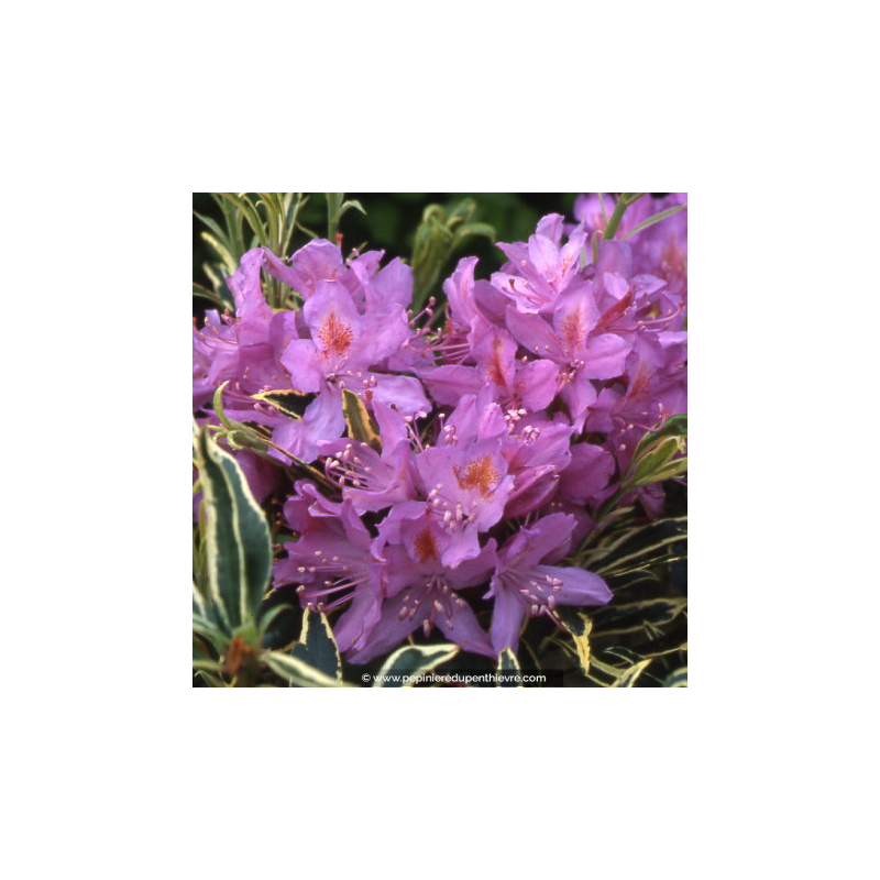 RHODODENDRON ponticum 'Variegata' (mauve)