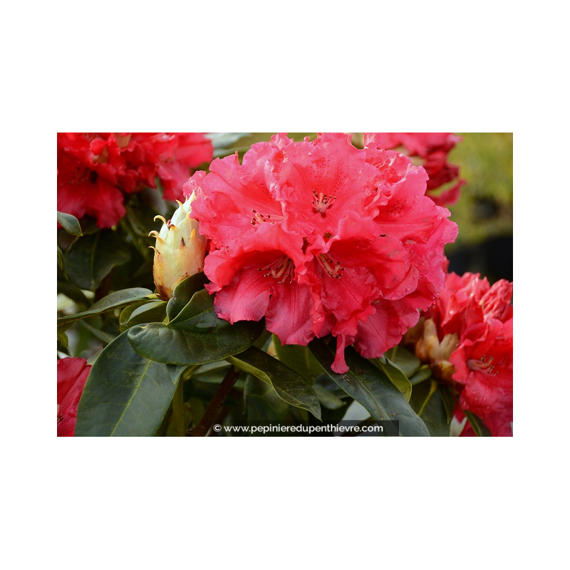 RHODODENDRON x 'Marketa's Prize' (rouge)