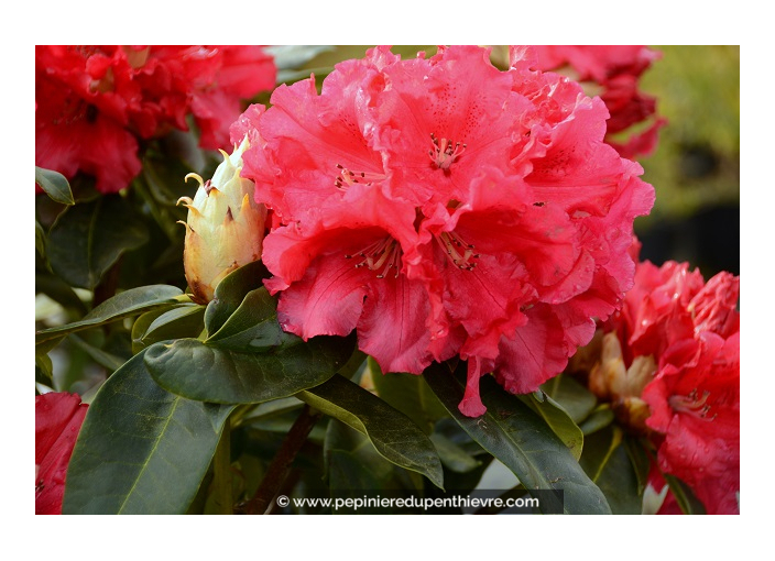 RHODODENDRON x 'Marketa's Prize' (rouge)