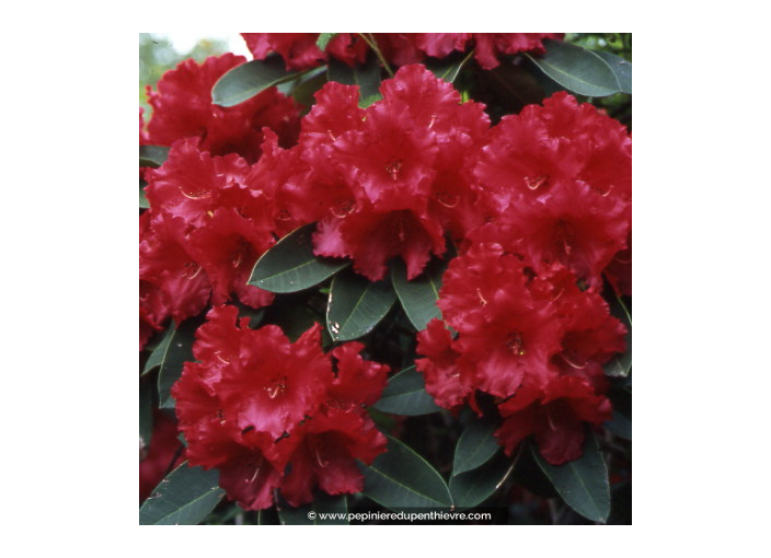 RHODODENDRON x 'Marketa's Prize' (rouge)