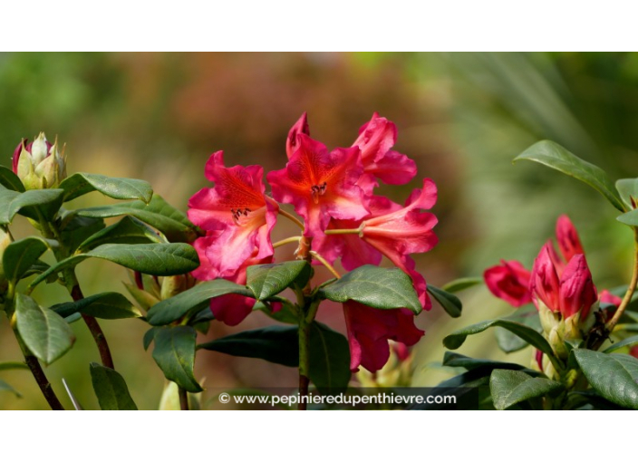 RHODODENDRON x 'Scyphocalyx' (orange rose)