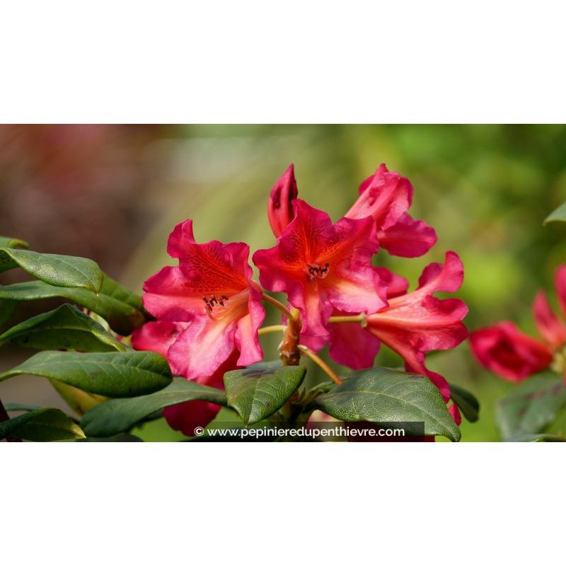 RHODODENDRON x 'Scyphocalyx' (orange rose)