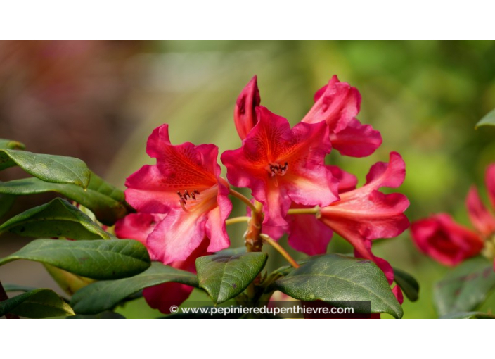 RHODODENDRON x 'Scyphocalyx' (orange rose)