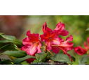 RHODODENDRON x 'Scyphocalyx' (orange rose)