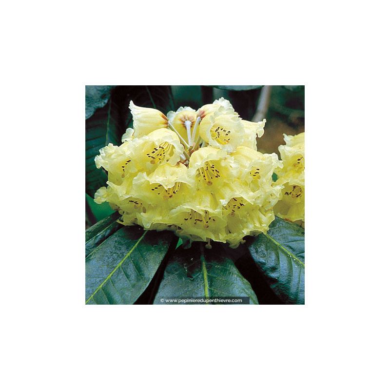 RHODODENDRON macabeanum (jaune)