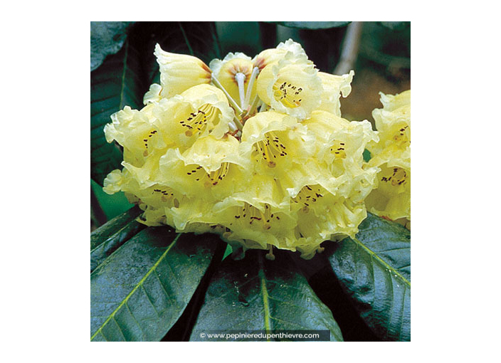 RHODODENDRON macabeanum (jaune)